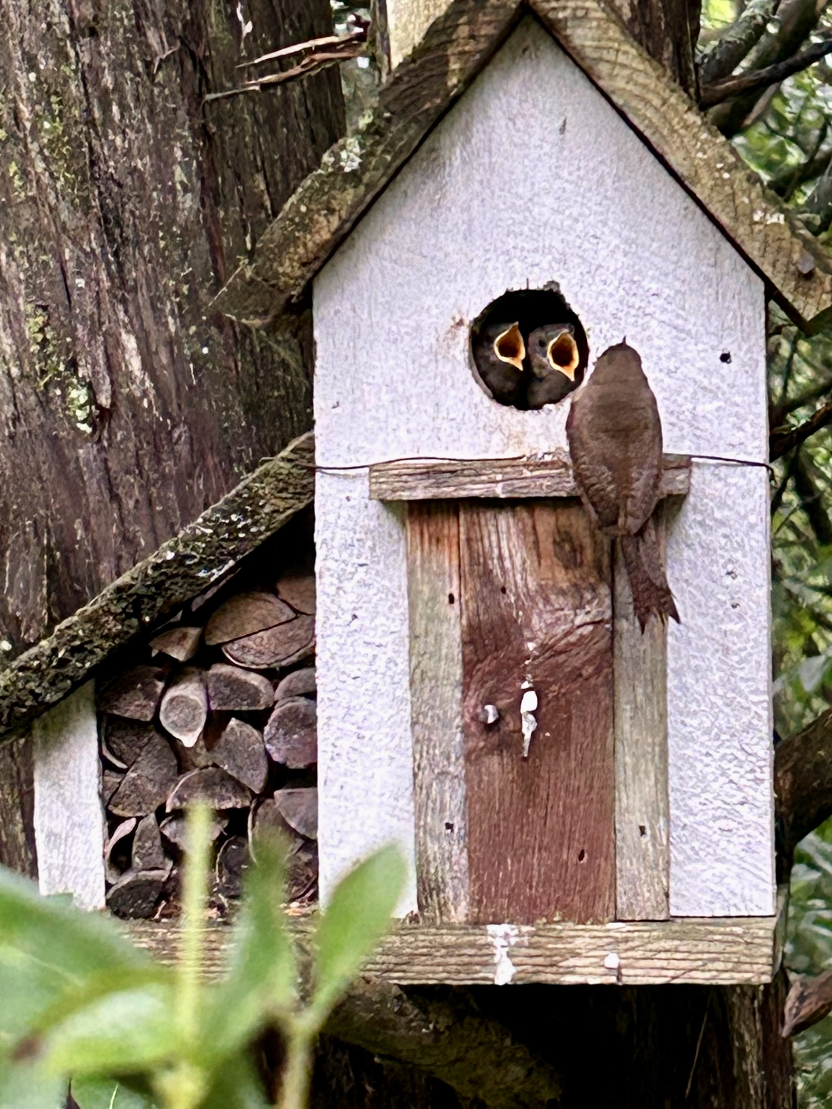 Handcrafted Birdhouses | Birdhouse Brokerage